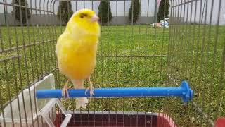 Yellow canary singing very strong