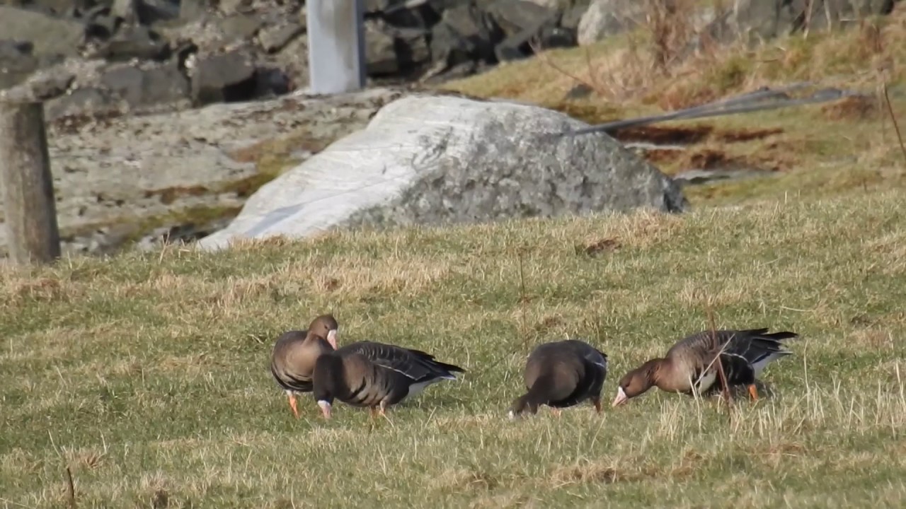 Greater White-fronted Goose - Tundragås (Anser albifrons) 