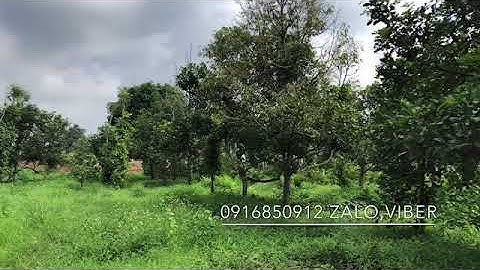 Bán 4700m2 vườn trái cây view suối ở láng lớn Châu đức vũng tàu￼