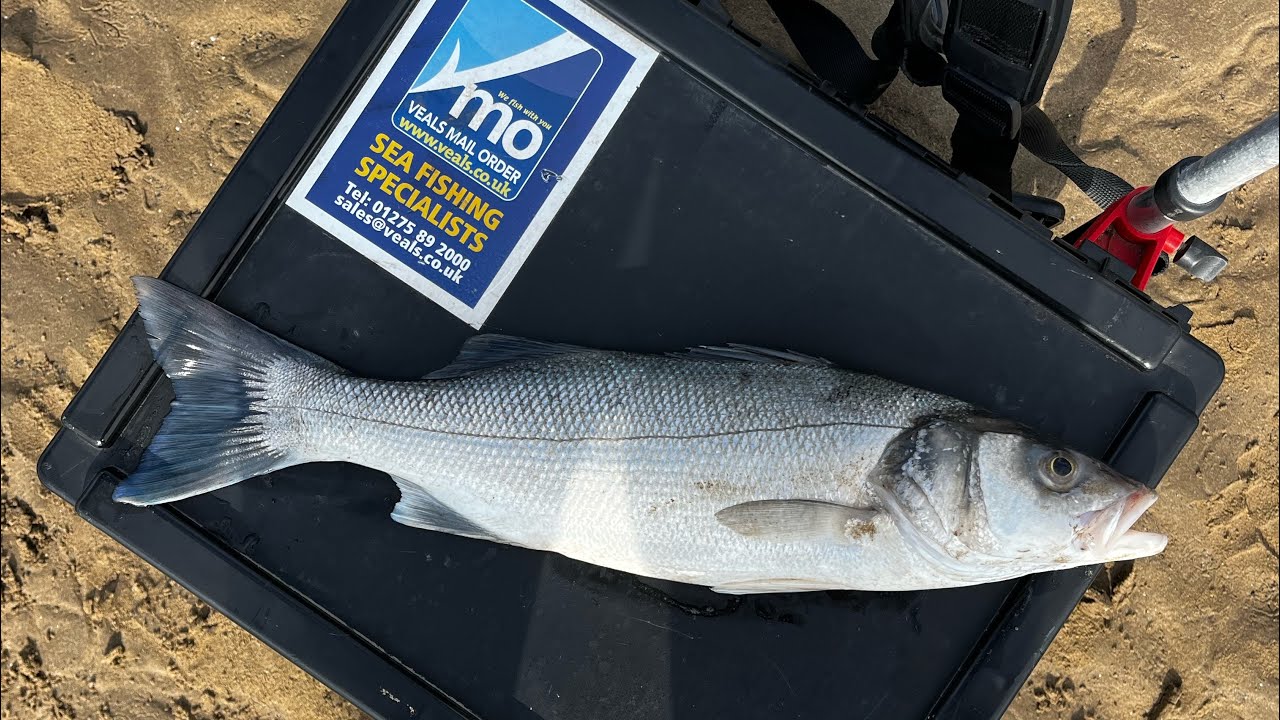 Bass fishing from the beach in the Bristol Channel