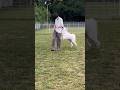 超大型犬のコレがコウなる動画4/One year after Great Pyrenees #グレートピレニーズ #greatpyrenees #大型犬