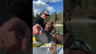 Floating the Kootenay River catching #Cutthroat, #Rainbow and #Bulltrout with the #BCBoyz.