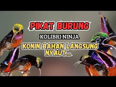 Suara Pikat Kolibri Ninja Paling Ampuh 