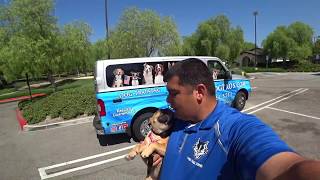 A Day In The Life Of A Dog Trainer (Episode 11)  What Does A Trained Dog Looks Like?