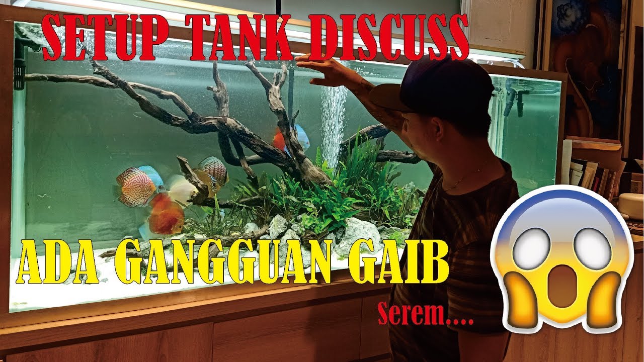 Membuat Aquascape Untuk Ikan Discuss , The Aquatic Freak Project Episode #3