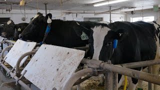 Avian Influenza Hpai In Dairy Cattle