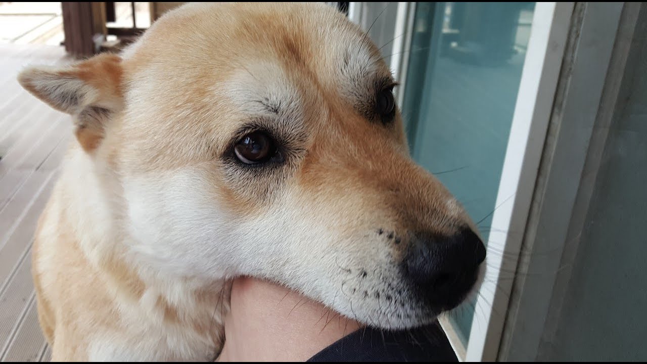 Geum-dong wants to see his wife who broke up in rut puppy paradise