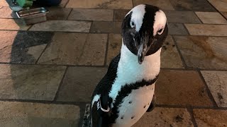 Meet Rey, the friendliest, clumsiest penguin at the Monterey Bay Aquarium