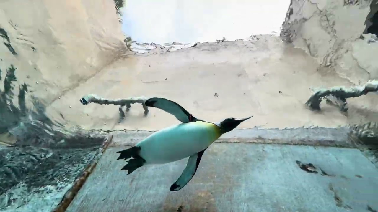 🐧ペンギンが空を飛ぶ！！幻想的すぎて感動🥹旭山動物園（asahiyamazoo
