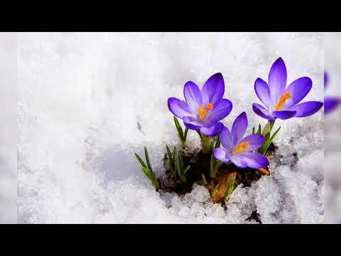 რევაზ ლაღიძე - ყვავილი თოვლზე    yvavili tovlze
