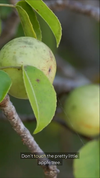 The Most Dangerous Tree on Earth