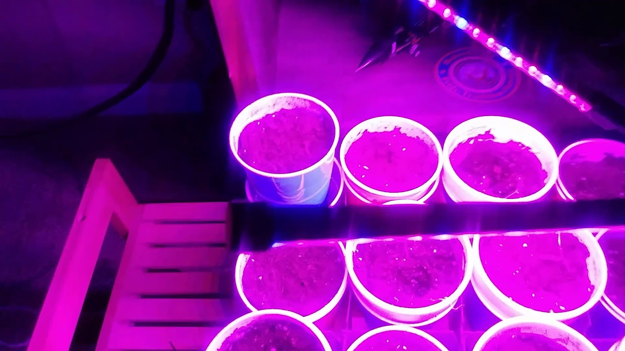 Are LED Grow Lights better than the bathroom window? YouTube