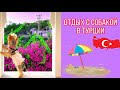 VLOG: отдых в Турции с собакой