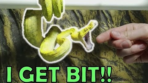 I GET BIT BY A SNAKE! (All about snake bites)