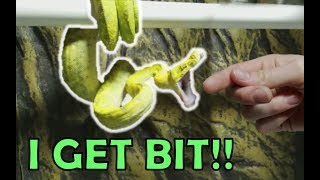 I GET BIT BY A SNAKE! (All about snake bites)