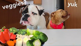 Bulldog Reviews Food With Girlfriend