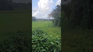 പാടം പൂത്ത കാലംപാടാൻ വന്നു നീയും #nature #field #gulmohar #padam pootha kalam