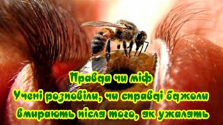 Правда Чи Міф  Учені Розповіли, Чи Справді Бджоли Вмирають Після Того, Як Ужалять
