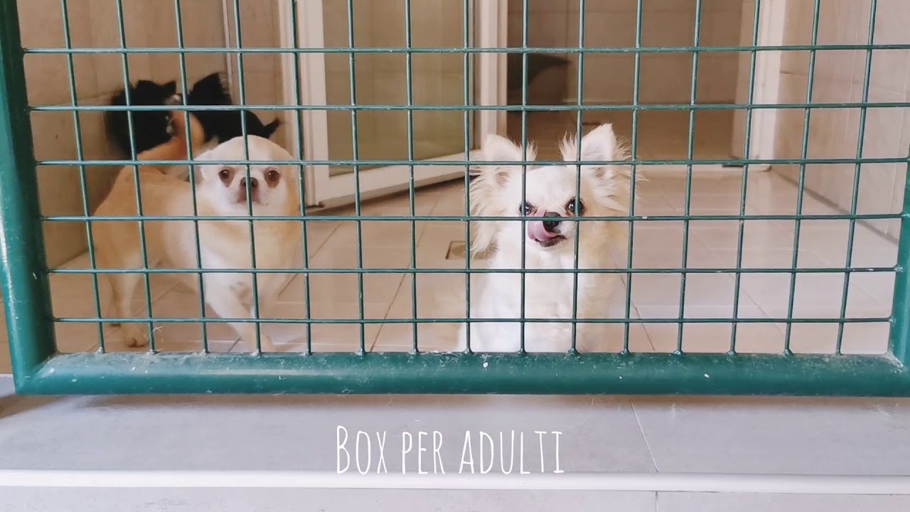 Il nostro allevamento