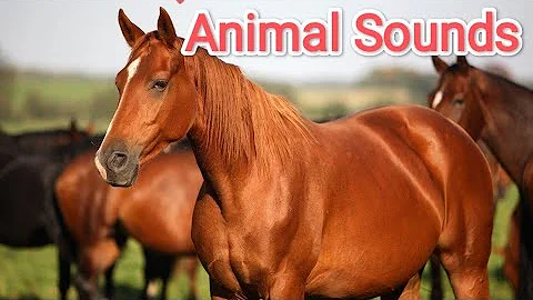 Animal Sounds for Children (20 Amazing Animals)