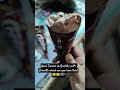 chocolate nutty icecream @Rs 40😃🍫🍦#youtubeshorts #icecream #yummy #ytshorts #cool#cornetto#funny