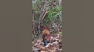 gà rừng tơ đập cánh gọi bồi cực hay.qaib qus qua cuab zoo tiag tiag