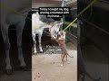 Коняшки друзья #веселыевидео #funny #смешно #юмор #cat #friendship #funnyanimals