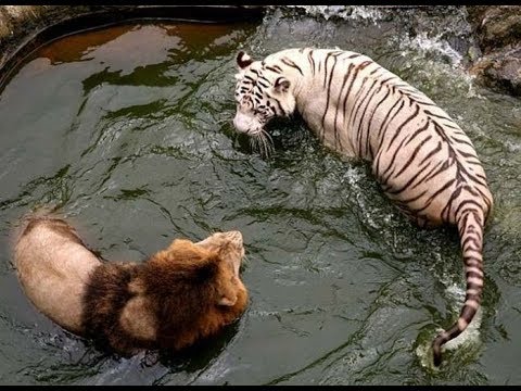 White Tiger Vs Lion Real Fight To Death Wild Animals Attack