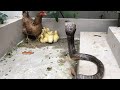 Strange story ! Mother Chicken Protects The Duckling Against the Cobra   Snake TV
