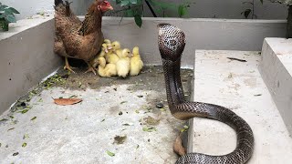 Strange story ! Mother Chicken Protects The Duckling Against the Cobra   Snake TV