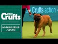 Working Group Judging | Crufts 2020