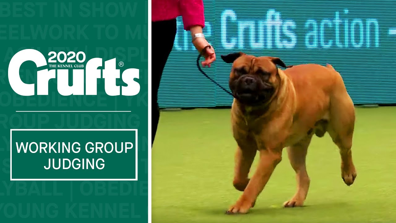 Working Group Judging | Crufts 2020 