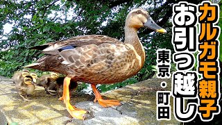 【カルガモ親子のお引越し】危険だらけの道のりを乗り越えた先に!