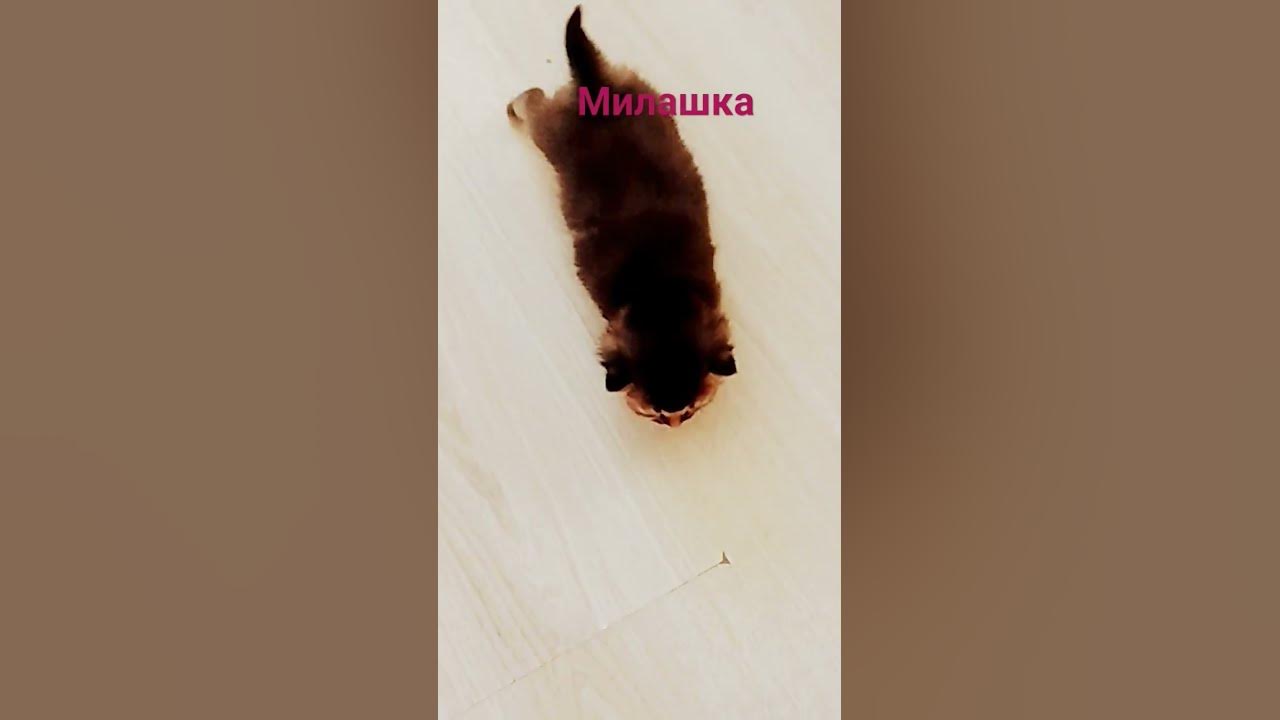 #няшки #котики #котята - YouTube