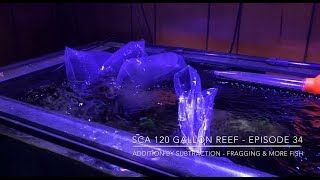 SCA 120 Gallon Reef | Ep.34 | Addition by Subtraction - Fragging Corals & More Fish