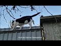 Funniest Animals! # 62 Funny cat walks along the fence. 面白い猫がフェンスに沿って歩きます。Un gato divertido camina