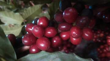 Como secar o grão de café?