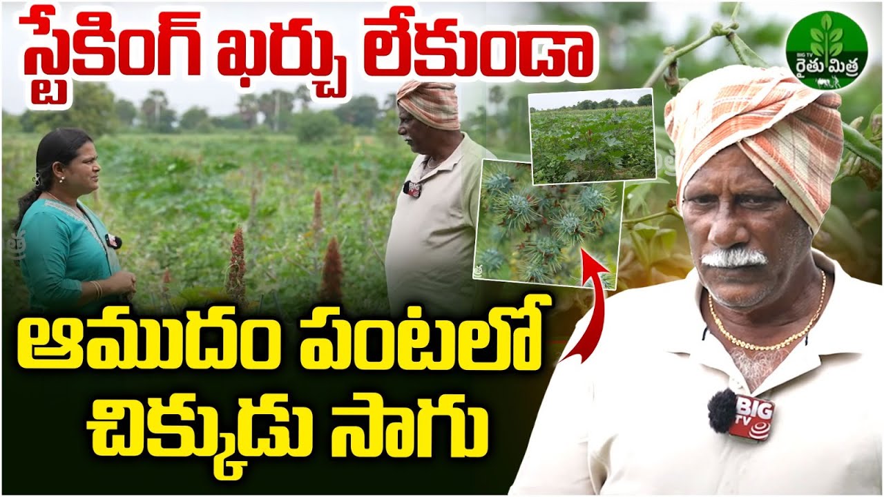 Broad Beans Farming | ఆముదంలో చిక్కుడు సాగు  | Chikkudu Cultivation | BIG TV Rythu Mithra