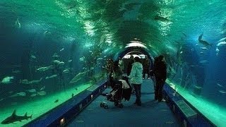 Aquarium, Roquetas de Mar. Almería - YouTube