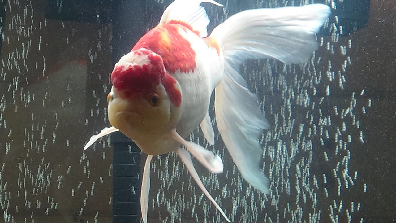 Bringing The Goldfish In For The Winter And A New Rabbit YouTube