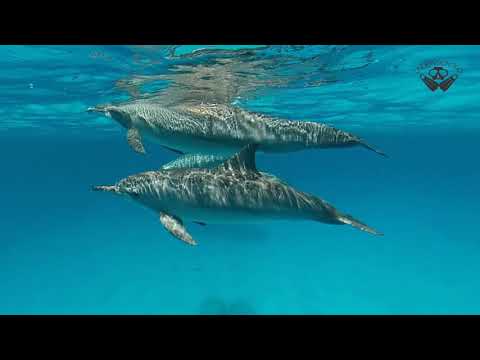 Best snorkeling Egypt