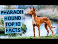 Pharaoh Hound - TOP 10 Interesting Facts の動画、YouTube動画。