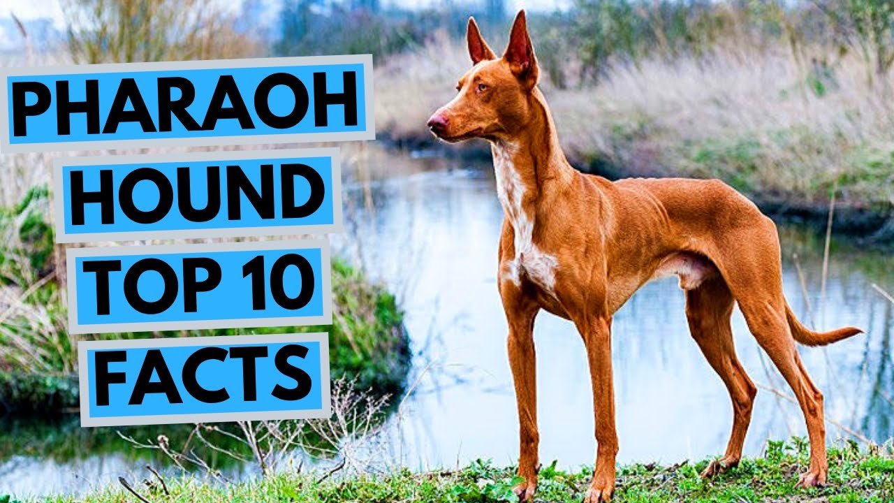 pharaoh hound dogs 101