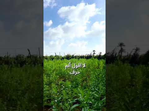 حديث نبوي شريف رسول الله حديث مقاطع دينية    