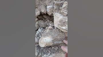 huge ammonites embedded in the limestone wall in west Ft Worth