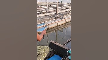 tiếp tục dính con tôm nữa nhe mọi người#cautom#song#chê miền tây