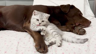 Funny Moment! Giant Retriever Is a Soft Pillow for the Cutest Kitten