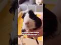 10:00 am - time to clean the guinea pigs cage #guineapig #hamsters