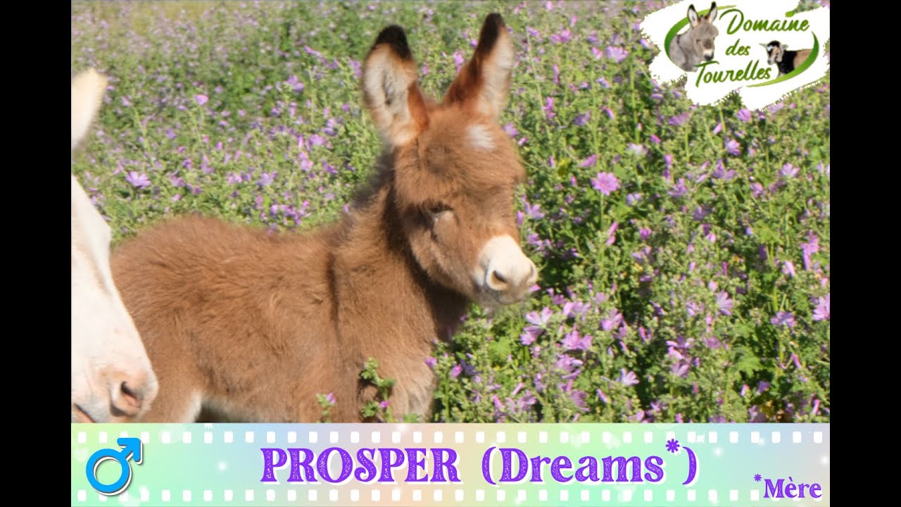 Diaporama de PROSPER (In My Dreams* - 2025)