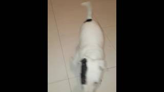 Bull Terrier Miniature